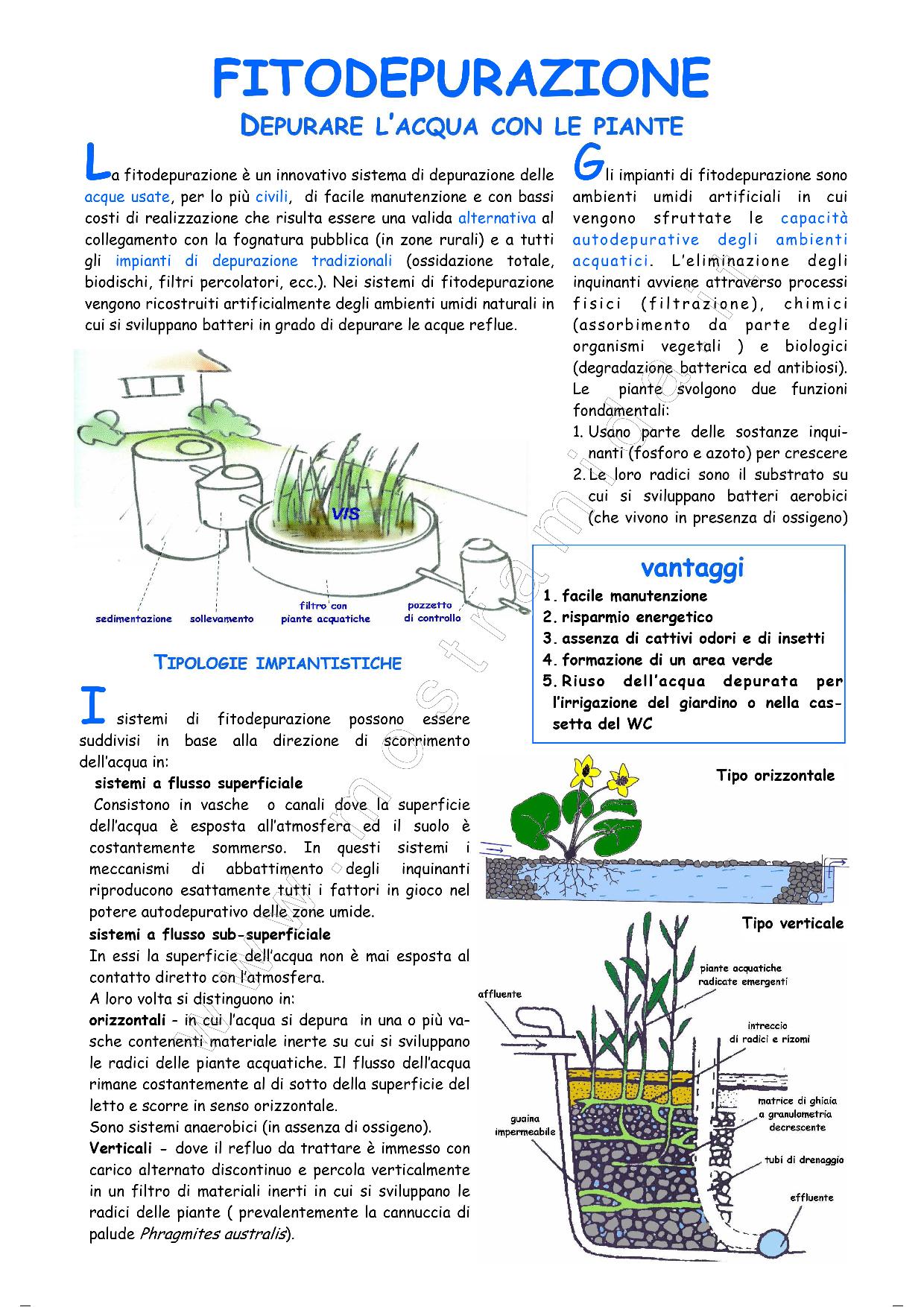 Fitodepurazione